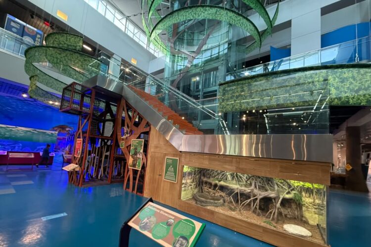 Interior of a science museum with a large green spiral sculpture, glass staircase, and a wooden exhibit case with a root-like display beneath a metallic railing.