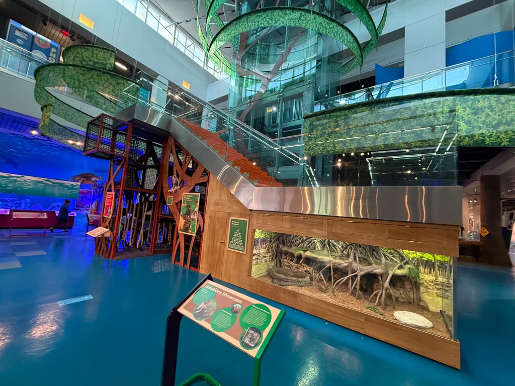 Interior of a science/nature museum showing a green spiral climbing slide overhead and a wooden exhibit with a tropical forest display, on a bright blue floor.